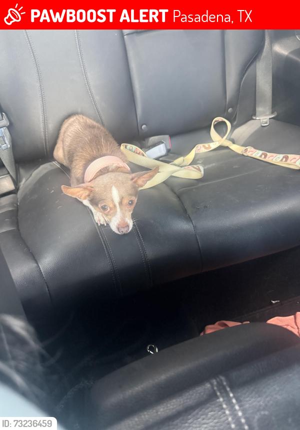 Lost Female Dog last seen Glenmore dr and Washington, Pasadena, TX 77503