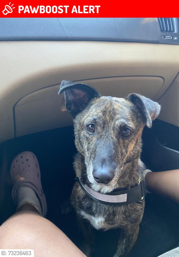 Lost Male Dog last seen Police station, rapids water park, West Palm Beach, FL 33409
