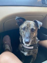 Lost Male Dog last seen Police station, rapids water park, West Palm Beach, FL 33409