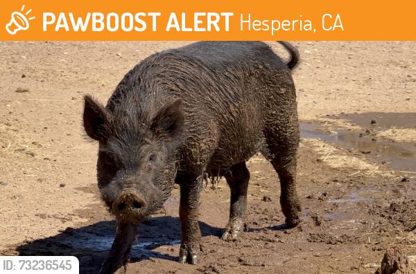 Found/Stray Male Other last seen Barker Road, Hesperia, CA 92344