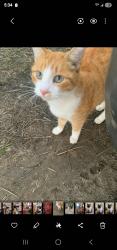 Lost Unknown Cat last seen West Ocean, Santa Barbara County, CA 93436
