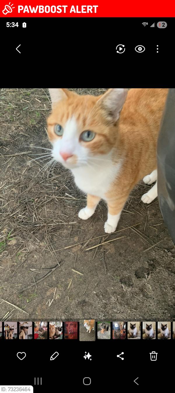 Lost Unknown Cat last seen West Ocean, Santa Barbara County, CA 93436