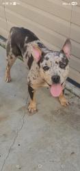 Reunited Female Dog last seen Amhurst and Churchill, Riverside, CA 92503
