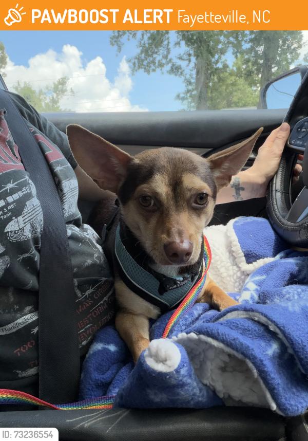 Found/Stray Male Dog last seen Cedar creek rd & John B Carter Rd, Fayetteville, NC 28312