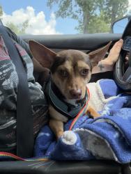 Found/Stray Male Dog last seen Cedar creek rd & John B Carter Rd, Fayetteville, NC 28312
