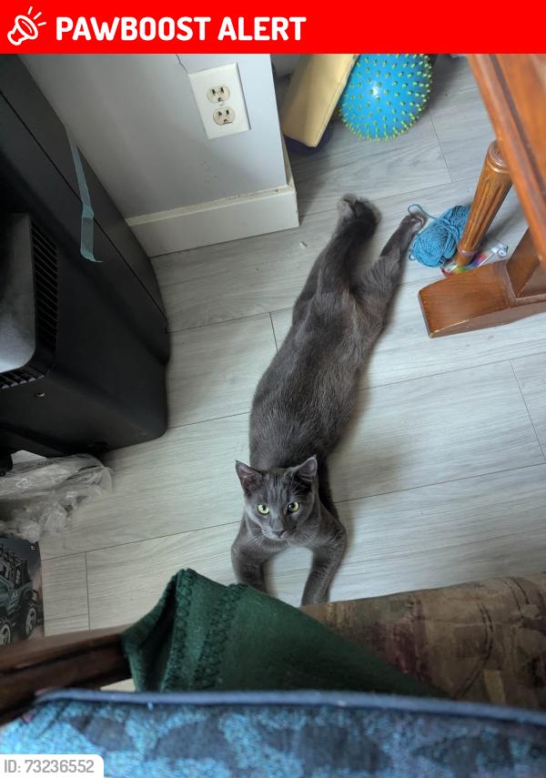 Lost Male Cat last seen Near Balbirnie Blvd. Port Moody, Port Moody, BC V3H 1E3