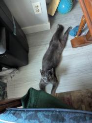 Lost Male Cat last seen Near Balbirnie Blvd. Port Moody, Port Moody, BC V3H 1E3