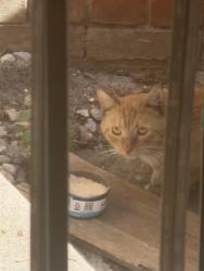 Found/Stray Male Cat last seen S Dunsmuir/ Wilshire blvd, Los Angeles, CA 90036