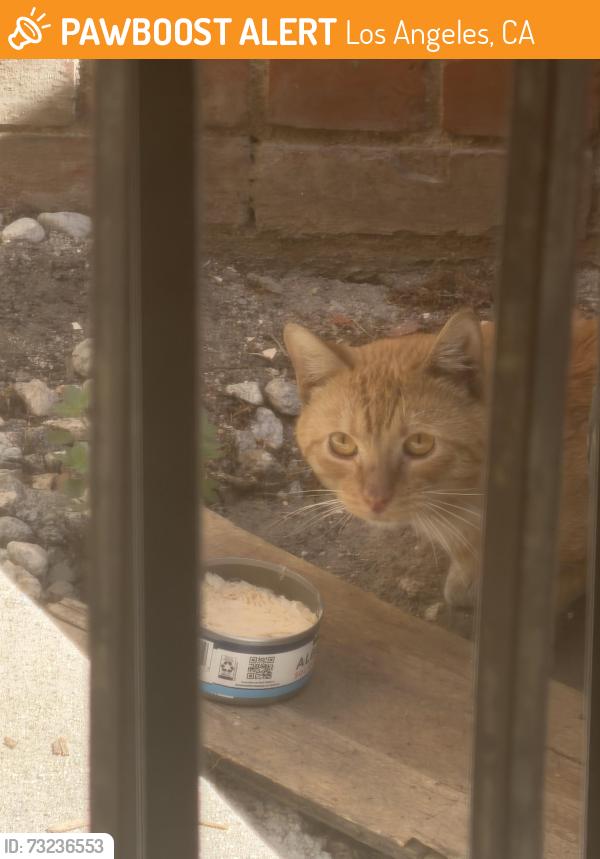 Found/Stray Male Cat last seen S Dunsmuir/ Wilshire blvd, Los Angeles, CA 90036