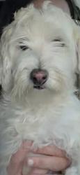 Reunited Female Dog last seen ARKANSAS / Perkins, Arlington, TX 76016