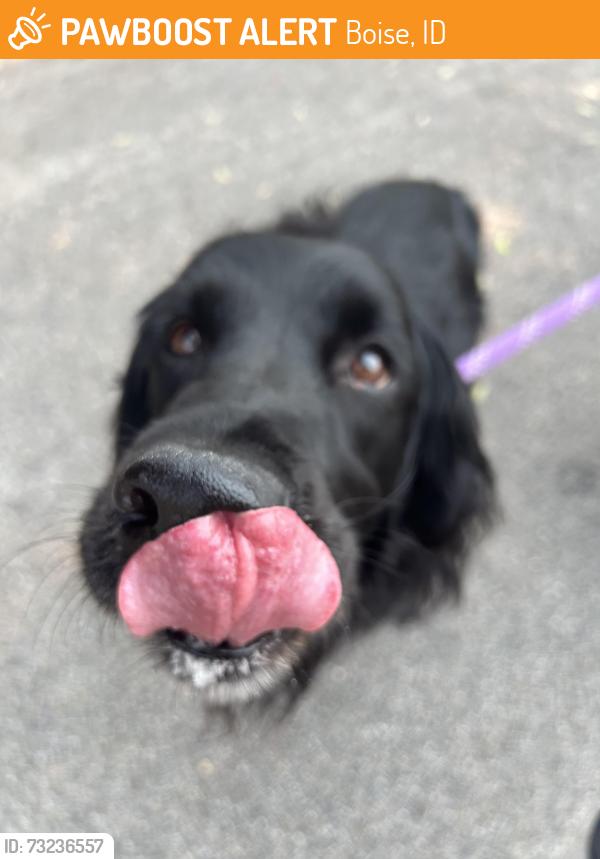 Found/Stray Male Dog last seen Logger creek apmts, Boise, ID 83706