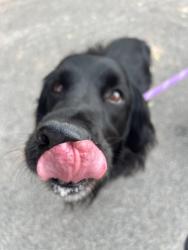 Found/Stray Male Dog last seen Logger creek apmts, Boise, ID 83706