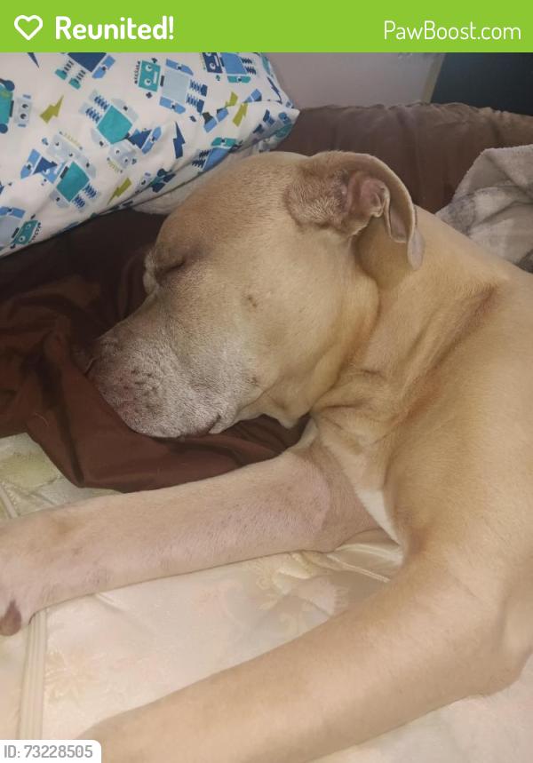 Reunited Male Dog last seen Main and kelton, Sacramento, CA 95838