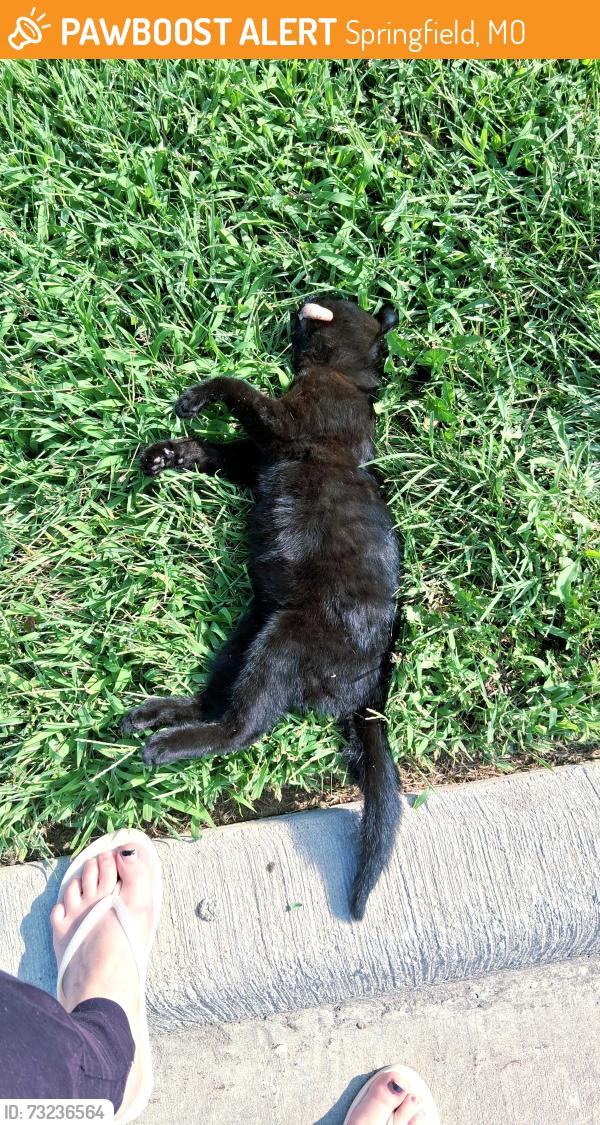 Found/Stray Female Cat last seen Delmar and Scenic, Springfield, MO 65807