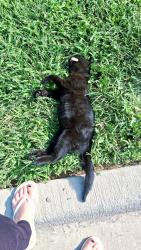 Found/Stray Female Cat last seen Delmar and Scenic, Springfield, MO 65807