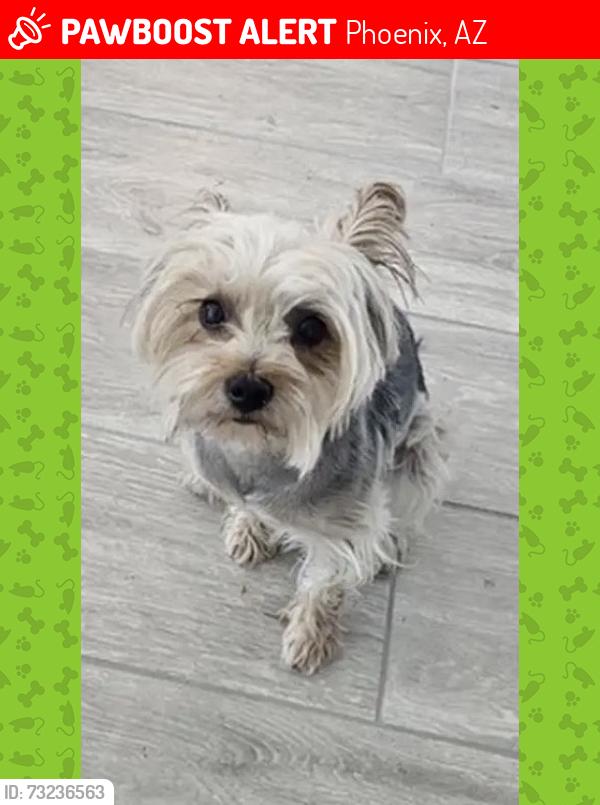 Lost Female Dog last seen 37th ave and Campbell, Phoenix, AZ 85019