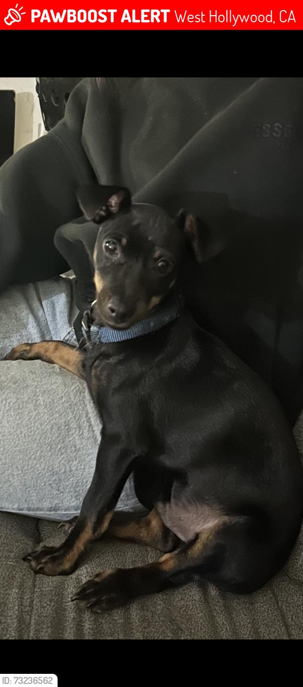 Lost Male Dog last seen WHISKY A GO GO, West Hollywood, CA 90069
