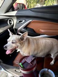 Reunited Female Dog last seen Ne 9th ave and ne 32nd ct, Pompano Beach, FL 33064
