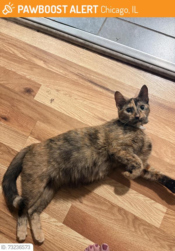 Found/Stray Female Cat last seen Washtenaw and Bloomingdale, Chicago, IL 60647