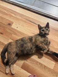 Found/Stray Female Cat last seen Washtenaw and Bloomingdale, Chicago, IL 60647