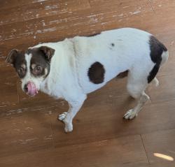 Reunited Male Dog last seen Janice Ln and Gibbs Sprawl Rd, Converse, TX 78109