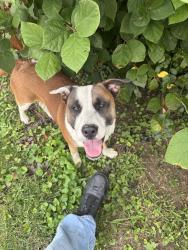 Found/Stray Male Dog last seen 7th street Dunbar wv, Dunbar, WV 25064
