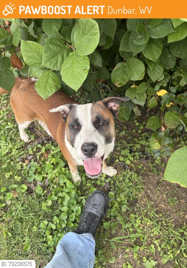 Found/Stray Male Dog last seen 7th street Dunbar wv, Dunbar, WV 25064