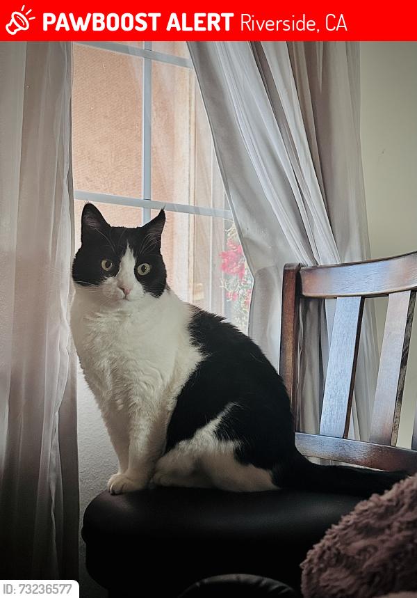 Lost Female Cat last seen Near Avenida Munoz, Riverside CA 92508, Riverside, CA 92508