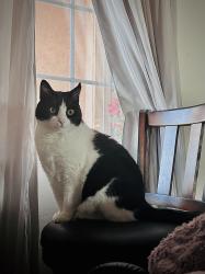 Lost Female Cat last seen Near Avenida Munoz, Riverside CA 92508, Riverside, CA 92508