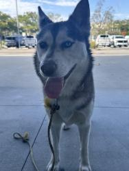 Found/Stray Male Dog last seen soto and valley, Los Angeles, CA 90032