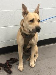 Shelter Stray Male Dog last seen SUNRISE BLVD at COLOMA RD, Rancho Cordova, CA, 6201 Florin Perkins Rd, Sacramento, CA 95828, USA