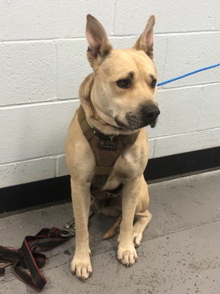 Shelter Stray Male Dog last seen SUNRISE BLVD at COLOMA RD, Rancho Cordova, CA, 6201 Florin Perkins Rd, Sacramento, CA 95828, USA