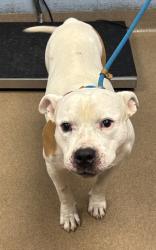 Shelter Stray Male Dog last seen Near Marbut Rd, Lithonia, GA 30058, 30058, GA, 3280 Chamblee Dunwoody Rd, Chamblee, GA 30341, USA