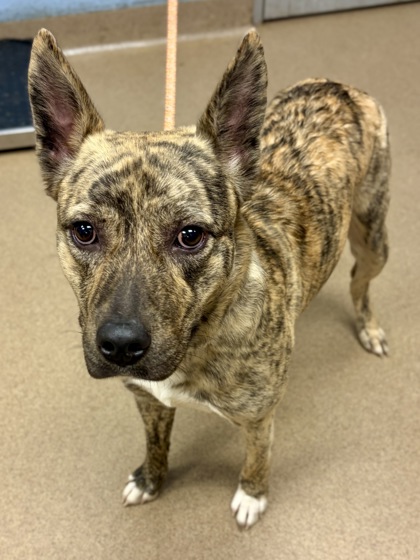 Shelter Stray Female Dog last seen Near Chupp Road, 30038, GA, 3280 Chamblee Dunwoody Rd, Chamblee, GA 30341, USA