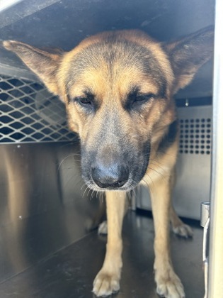 Shelter Stray Male Dog last seen Near E LANCASTER AVE, East District, TX, 355 Hillshire Dr, Haslet, TX 76052, USA