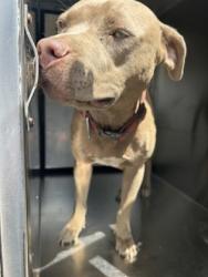Shelter Stray Female Dog last seen Near E LANCASTER AVE, East District, TX, 355 Hillshire Dr, Haslet, TX 76052, USA