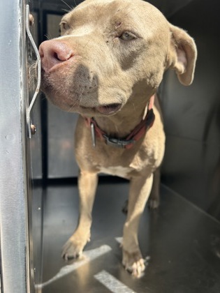 Shelter Stray Female Dog last seen Near E LANCASTER AVE, East District, TX, 355 Hillshire Dr, Haslet, TX 76052, USA