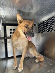 Shelter Stray Male Dog last seen Near E LANCASTER AVE, East District, TX, 355 Hillshire Dr, Haslet, TX 76052, USA