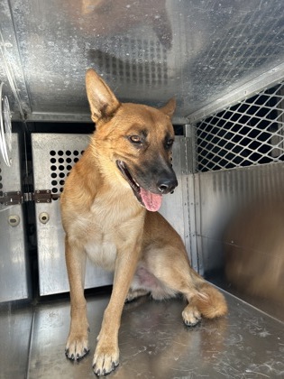 Shelter Stray Male Dog last seen Near E LANCASTER AVE, East District, TX, 355 Hillshire Dr, Haslet, TX 76052, USA