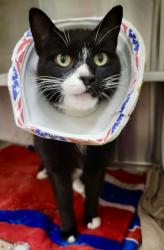 Shelter Stray Male Cat last seen Near Reisterstown Rd, 21215, MD, 2490 Giles Rd, Baltimore, MD 21225, USA
