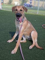Shelter Stray Female Dog last seen Near E 42, 3rd District, AR, 9203 Detroit Ave, Cleveland, OH 44102, USA