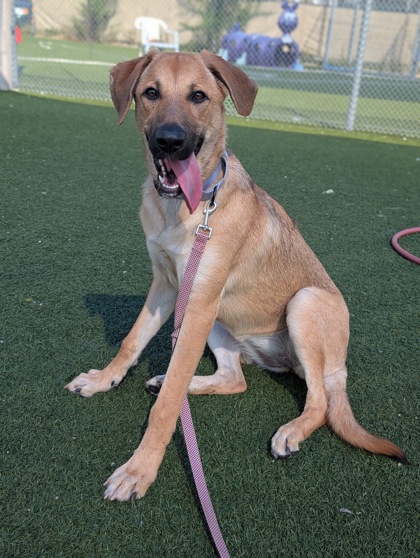 Shelter Stray Female Dog last seen Near E 42, 3rd District, AR, 9203 Detroit Ave, Cleveland, OH 44102, USA