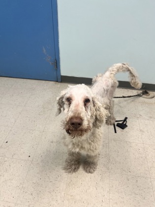 Shelter Stray Female Dog last seen , Harrison County, MS, 2615 25th Ave, Gulfport, MS 39501, USA