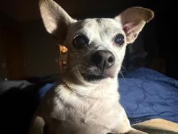 Lost Male Dog last seen Fort and Lindberg st, Springfield, MO 65807