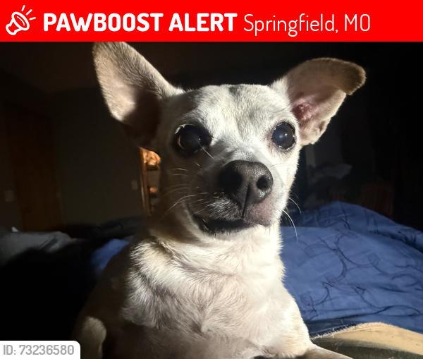 Lost Male Dog last seen Fort and Lindberg st, Springfield, MO 65807