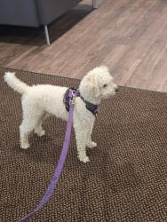 Reunited Male Dog last seen Northwood Cemetery, Philadelphia, PA 19145