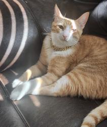 Reunited Male Cat last seen Magnolia Bay Dr in Wooster Trail neighborhood in Baytown TX 77521, Baytown, TX 77521
