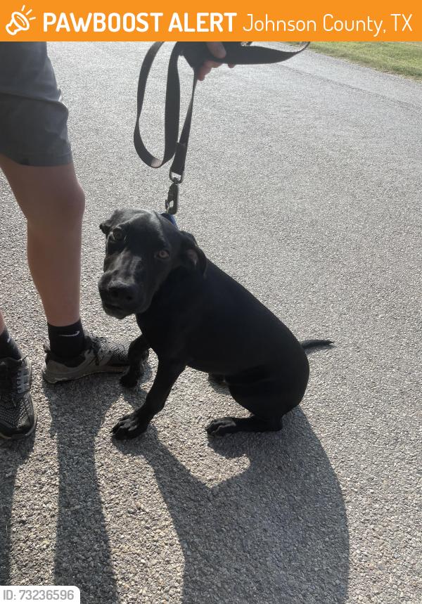 Found/Stray Male Dog last seen Chisholm Trail Crowley TX, Johnson County, TX 76036
