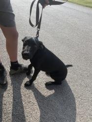Found/Stray Male Dog last seen Chisholm Trail Crowley TX, Johnson County, TX 76036