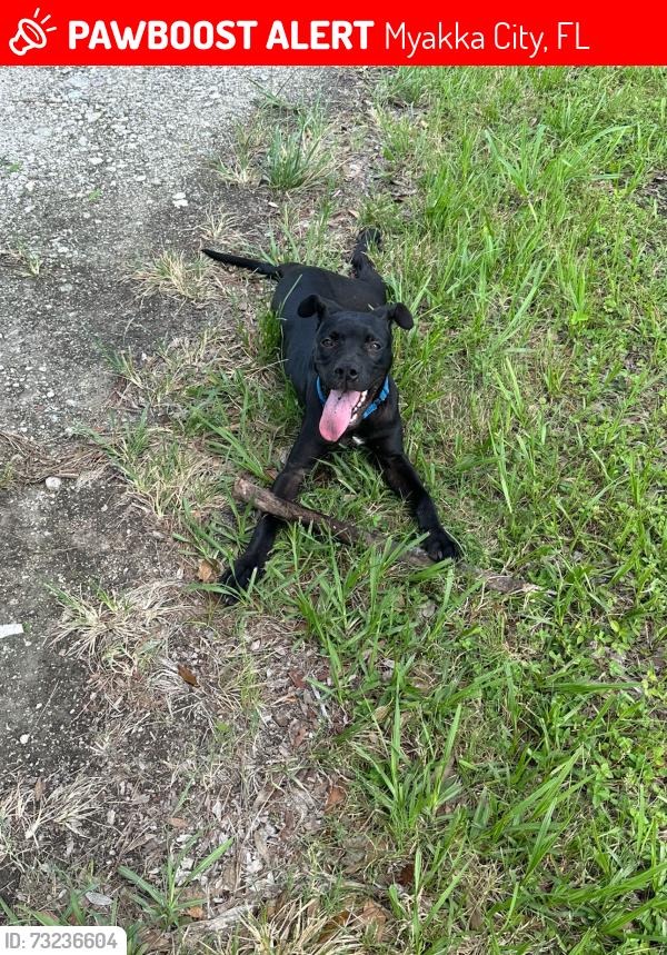 Lost Female Dog last seen SR70, Myakka City, FL 34202